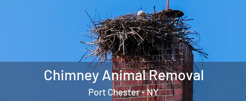  Chimney Animal Removal Port Chester - NY